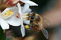 Apis mellifera in Sydney 1.jpg