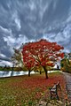 Autumn (144265989).jpeg