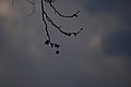 Plane-tree branch silhouette in April.jpg