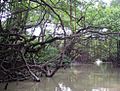 Banyan in Birdie Heaven.JPG
