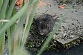 Arvicola terrestris from Icklesham, East Sussex, UK, JEG9230.jpg
