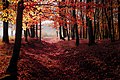 Autumn-backlit-dawn-589810.jpg