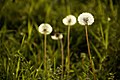 Autumn Dandelion (50963474).jpeg