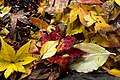 Autumn Leaves (126503719).jpeg