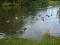 Backwell lake 5.jpg