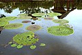 Freshwater Lake with E. ferox.jpg