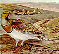 Pterocles alchata.jpg