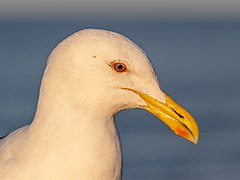 Kelp gull portrait, New Brighton, New Zealand.jpg