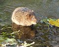 Water vole - Arvicola amphibius 2a.jpg