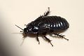 Australian Wood Cockroach 09.jpg