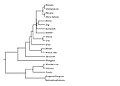 Phylogenetic Tree of FAM208b.jpg