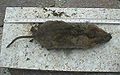 Schermaus from top 298.jpg