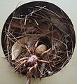 AustralianMuseum spider specimen 46.JPG