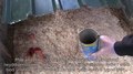 File:Water Voles at Cynrig-Llygod Dwr yn Cynrig.webm