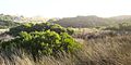 Dunes in evening light at Hope Beach, Tas.jpg