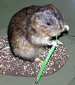 Water.vole.arp.jpg
