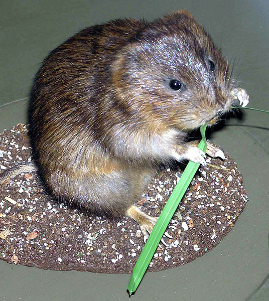 File:Water.vole.arp.jpg