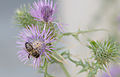 Apis mellifera intermissa, Tunisia 2013.jpg