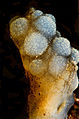 Phallusia mammillata (Cuvier, 1815).jpg
