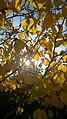 Autumn (124021633).jpeg