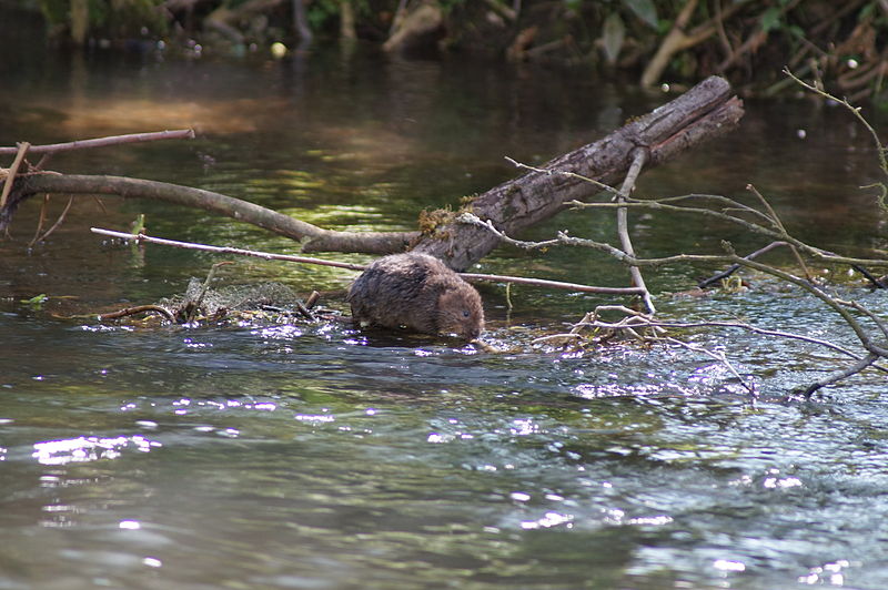 File:Water Vole on Itchen Navigation.JPG