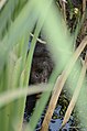 Arvicola terrestris from Icklesham, East Sussex, UK JEG9237.jpg