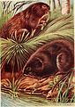 British land mammals and their habits (1911) (19795614684).jpg