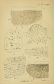 PZSL1907Plate46.png