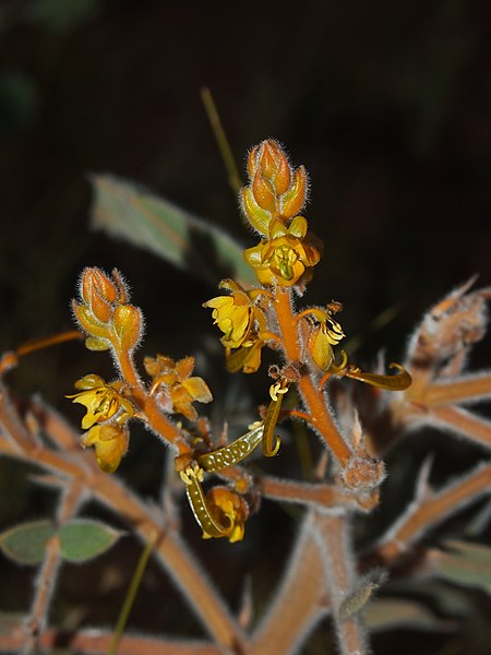 File:! Senna notabilis flowers.jpg