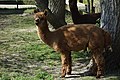 Alpaca2019NL.jpg