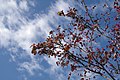 Autumn Sky (127516243).jpeg