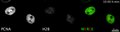 File:A-Cell-Biologists-Field-Guide-to-Aurora-Kinase-Inhibitors-Video 1.ogv