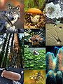 Eukaryota diversity 1.JPG