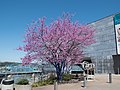 Blue Tree 01.jpg