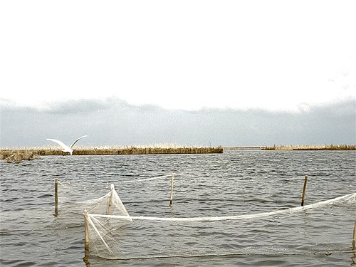 Une colombe sur fleuve Ganvié au Benin.jpg
