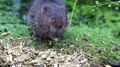 File:Water Vole.webm