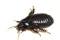 Australian Wood Cockroach 07.jpg