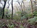 Parque da Pena (Monte da Lua) - Feteira da Rainha.jpg
