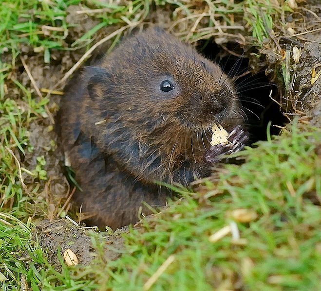 File:Water vole-01.jpg