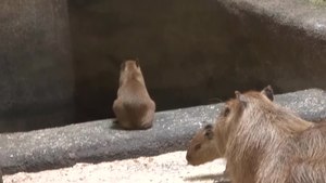 File:Baby Capybara Twins.webm