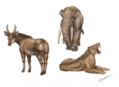 Fauna of Batallones.png