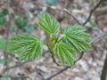 Acer, stage 4.JPG