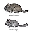 Chinchillas.jpg