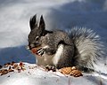 Abert's squirrel in Bandelier National Park, New Mexico.jpg
