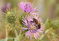 Apis mellifera intermissa 02, Tunisia 2013.jpg