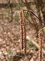 Corylus avellana, flower and leave.JPG