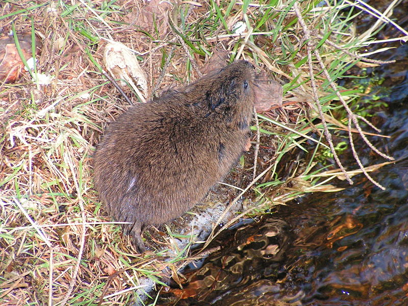 File:Arvicola terrestris Top.jpg