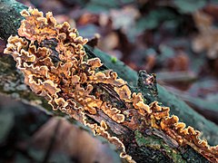 Elfenbankje (Trametes versicolor) (d.j.b.) 01.jpg