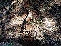 Alexisbrunnen St. Catharinenstollen (Alexisbad) 04.jpg