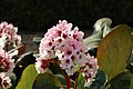 Flowers on Potsdam street 12 (April, 2018).jpg